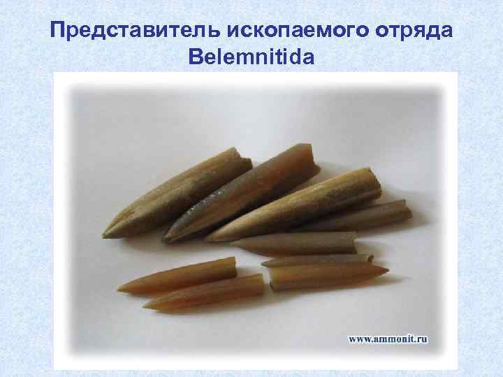 Представитель ископаемого отряда Belemnitida 