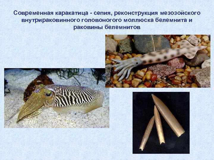 Современная каракатица - сепия, реконструкция мезозойского внутрираковинного головоногого моллюска белемнита и раковины белемнитов 
