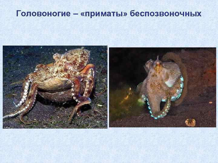 Головоногие – «приматы» беспозвоночных 