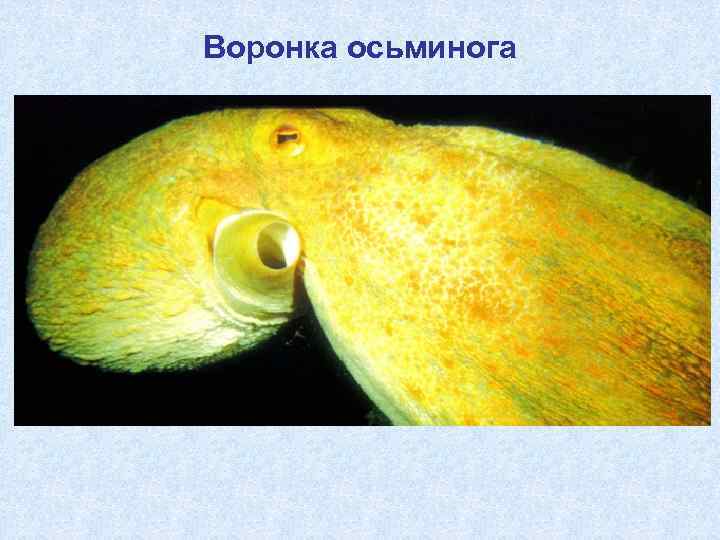 Воронка осьминога 