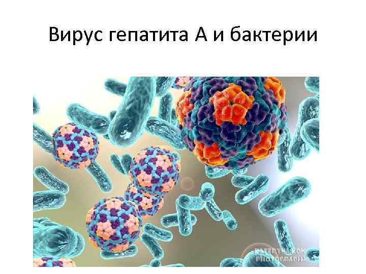 Вирус гепатита А и бактерии 