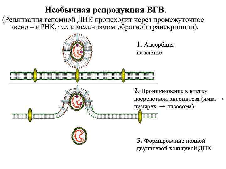 Необычная репродукция ВГВ. (Репликация геномной ДНК происходит через промежуточное звено – и. РНК, т.