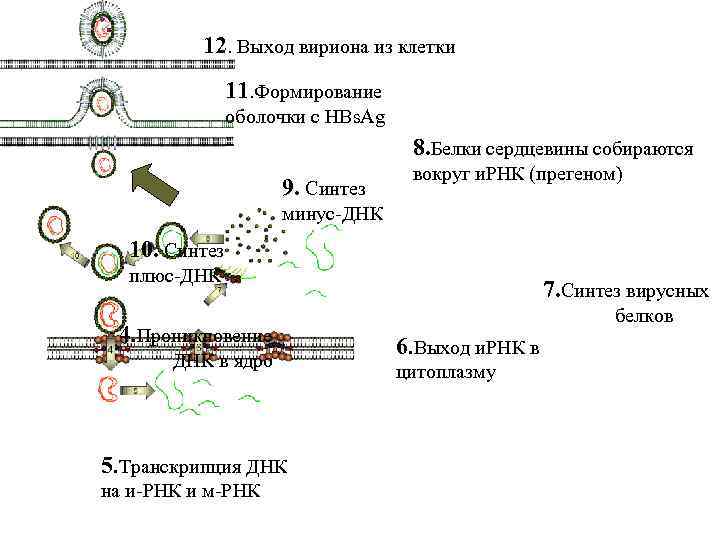 12. Выход вириона из клетки 11. Формирование оболочки с HBs. Ag 8. Белки сердцевины
