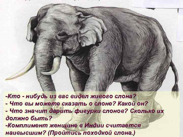 -Кто - нибудь из вас видел живого слона? - Что вы можете сказать о