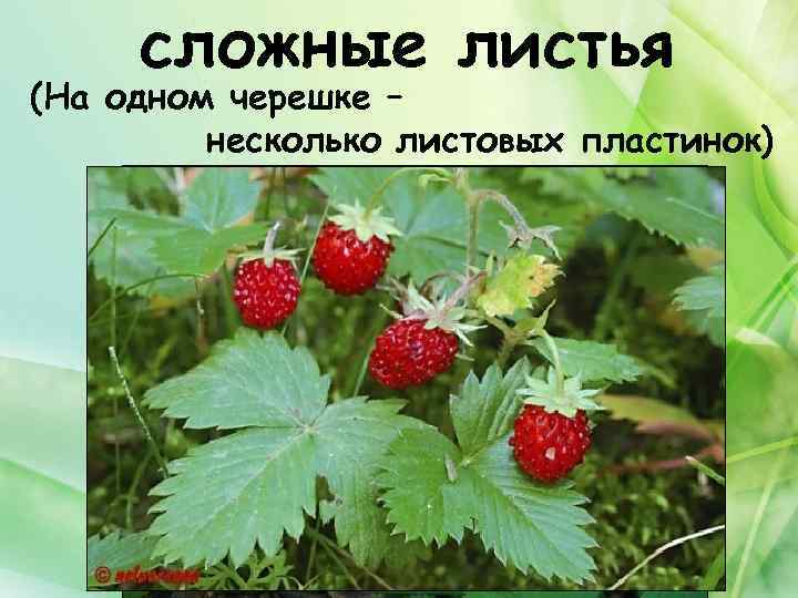 сложные листья (На одном черешке – несколько листовых пластинок) 
