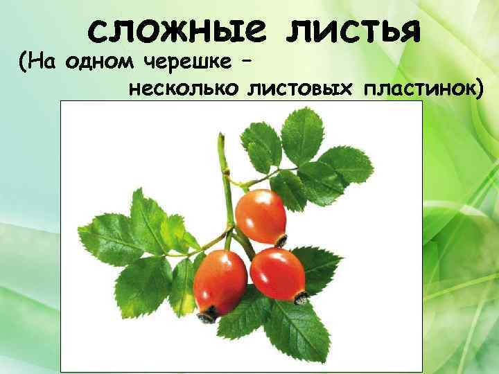 сложные листья (На одном черешке – несколько листовых пластинок) 