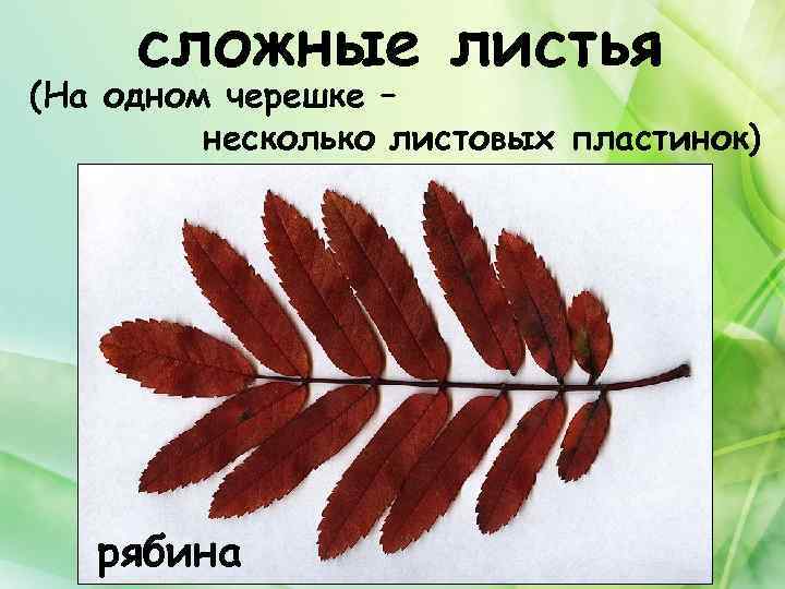 сложные листья (На одном черешке – несколько листовых пластинок) рябина 