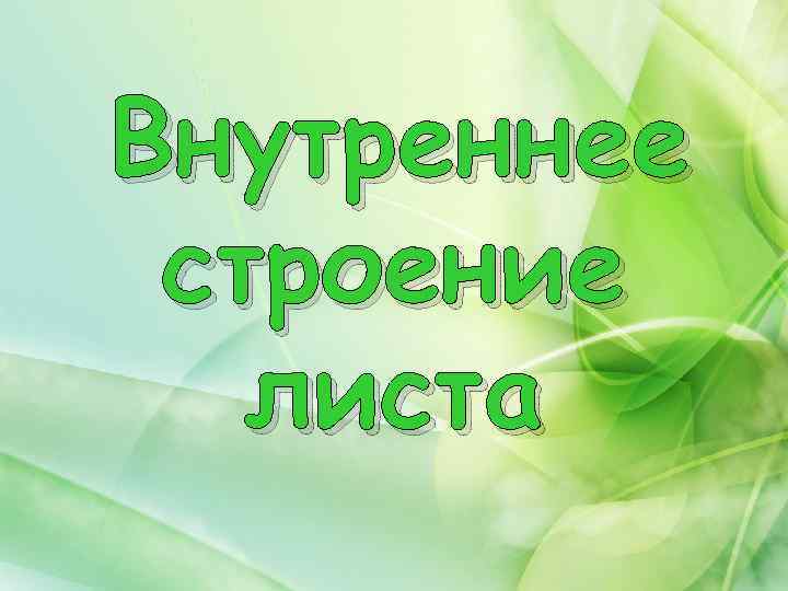 Внутреннее строение листа 