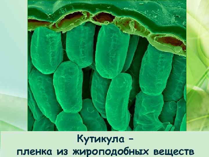 Кутикула – пленка из жироподобных веществ 