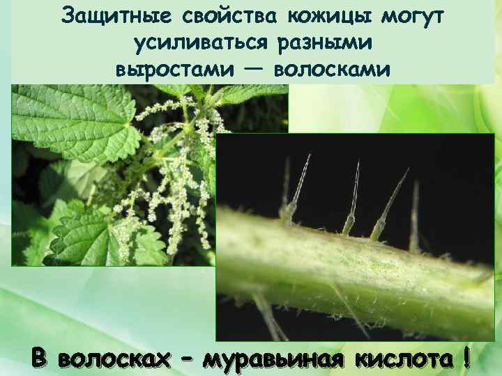 Защитные свойства кожицы могут усиливаться разными выростами — волосками В волосках – муравьиная кислота