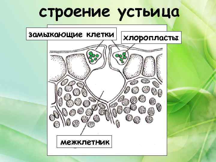 К какой ткани относится устьица у растений. Строение устьиц растений ткань. Строение устьица листа. Строение клетки устьица.