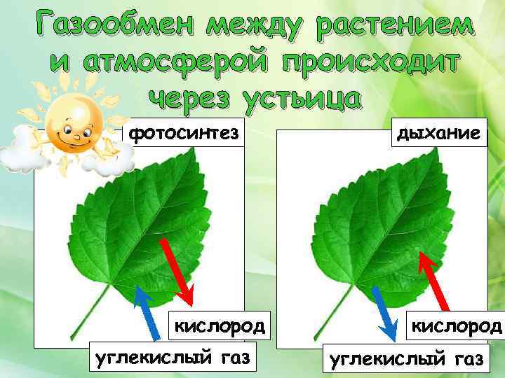 В какое время происходит фотосинтез и дыхание. Газообмен у растений. Фотосинтез газообмен. Процессы газообмена в листьях. Схема газообмена у растений.