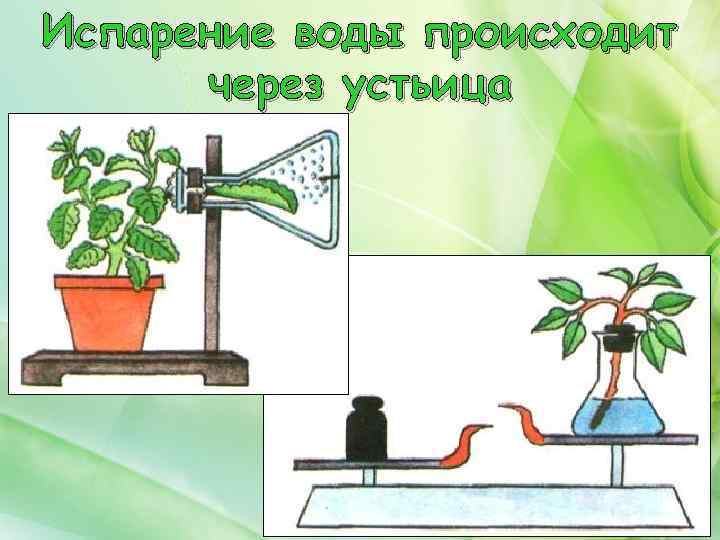 Испарение воды происходит через устьица 