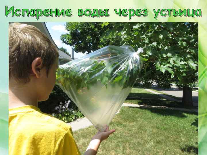 Испарение воды через устьица 