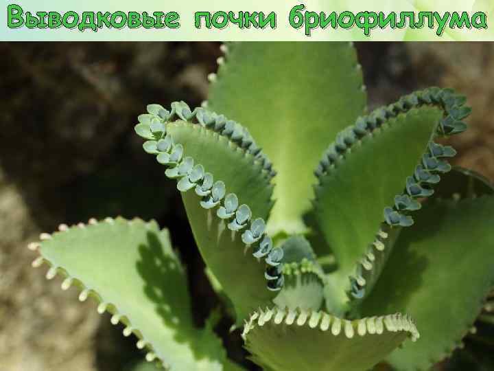 Выводковые почки бриофиллума 