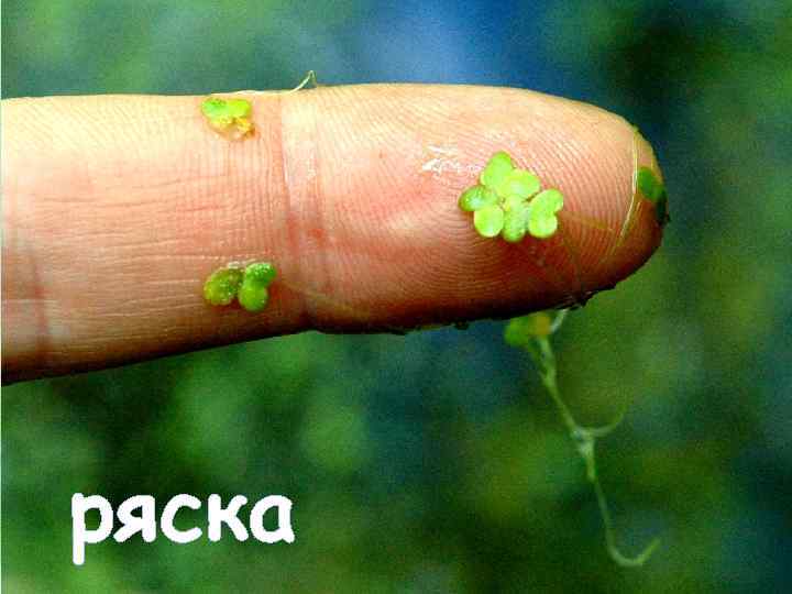 ряска 
