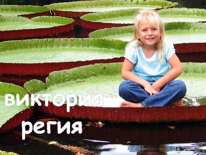 виктория регия 