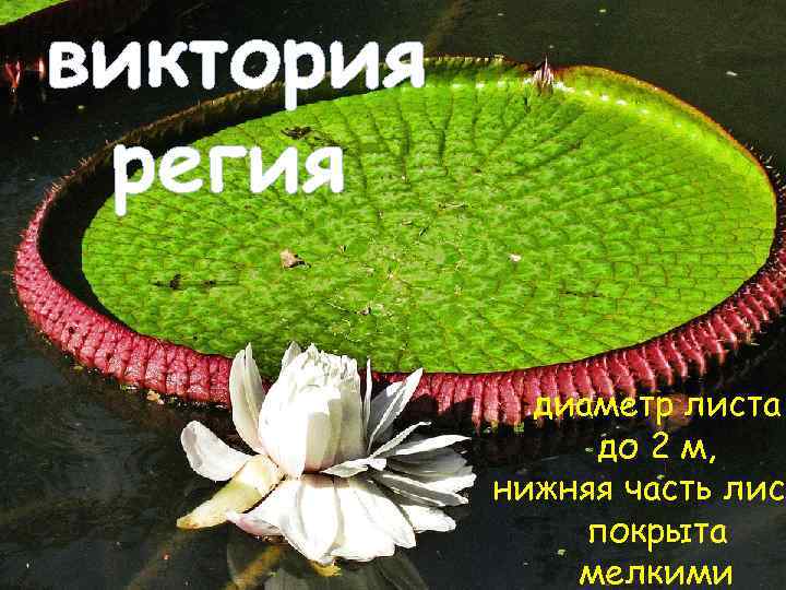 Рисунок виктория регия