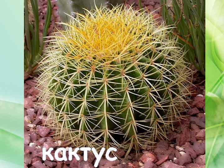 кактус 