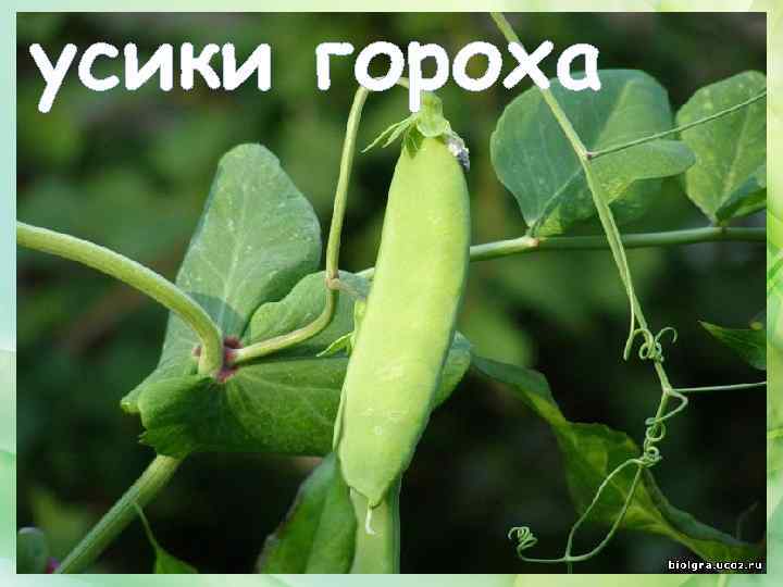 усики гороха 