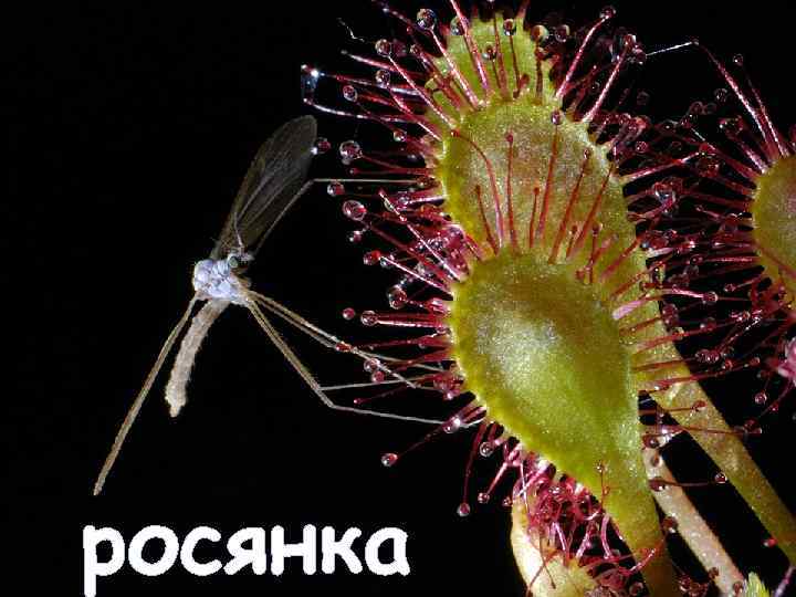 росянка 