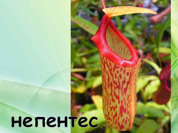 непентес 