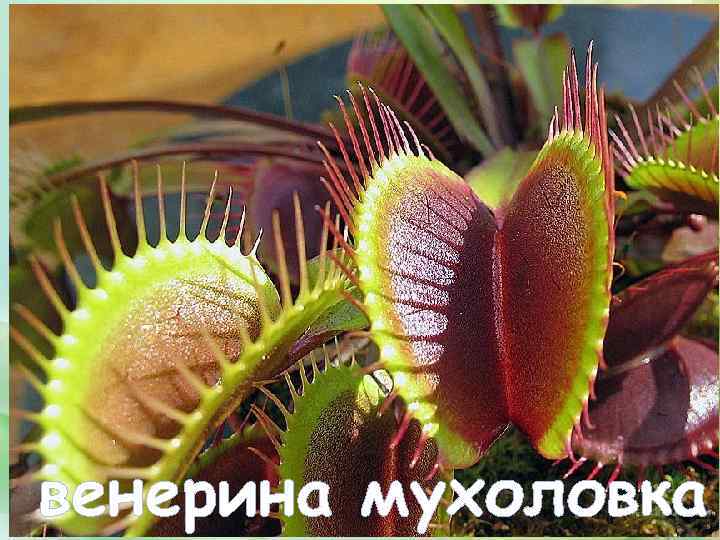 венерина мухоловка 