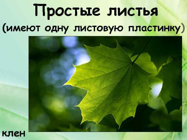 Простые листья (имеют одну листовую пластинку) клен 