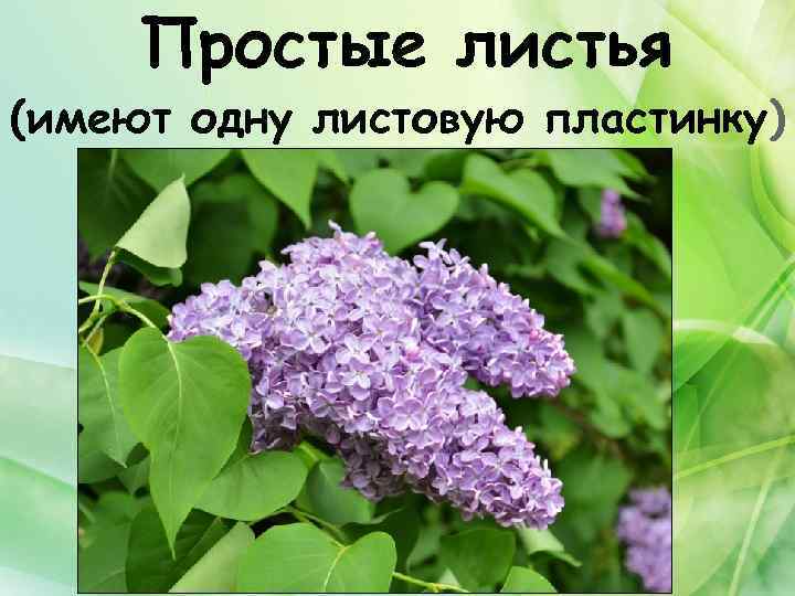 Простые листья (имеют одну листовую пластинку) 