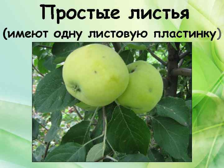 Простые листья (имеют одну листовую пластинку) 