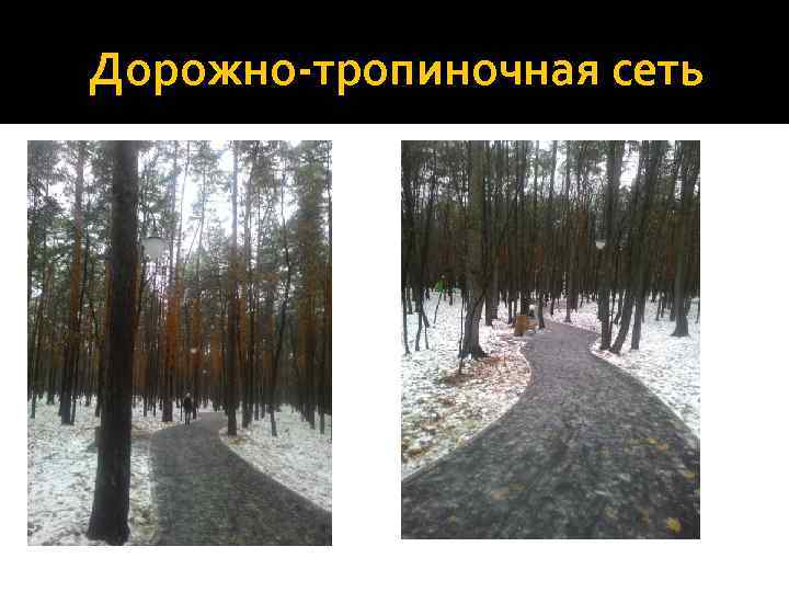 Дорожно-тропиночная сеть 