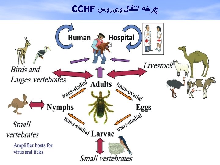  چﺮﺧﻪ ﺍﻧﺘﻘﺎﻝ ﻭیﺮﻭﺱ CCHF 