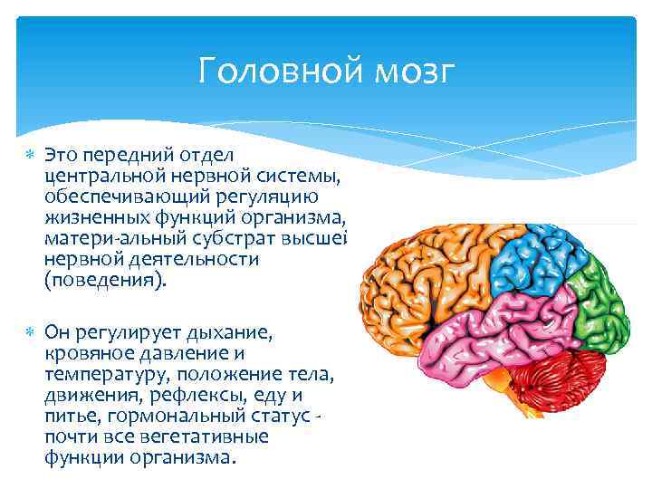 Головной мозг Это передний отдел центральной нервной системы, обеспечивающий регуляцию жизненных функций организма, матери