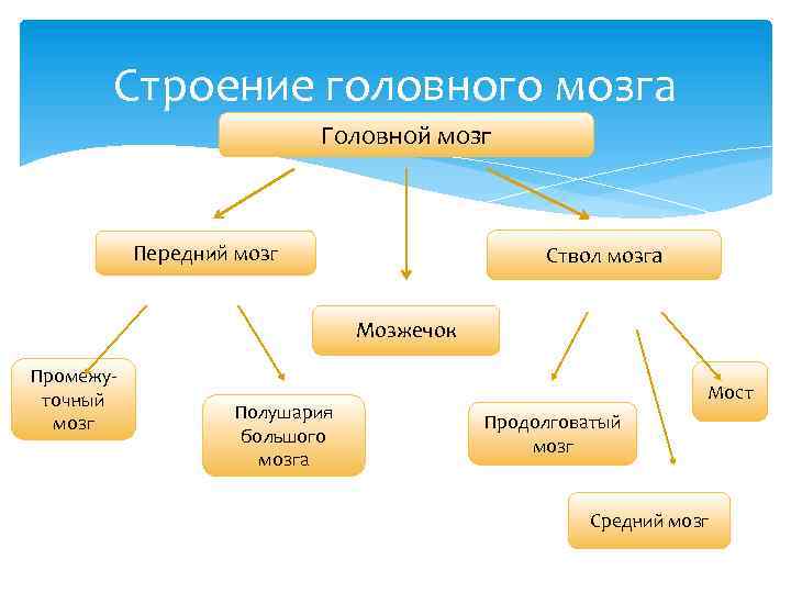 Строение головного мозга Головной мозг Передний мозг Ствол мозга Мозжечок Промежу точный мозг Полушария