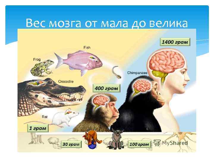 Вес мозга от мала до велика 