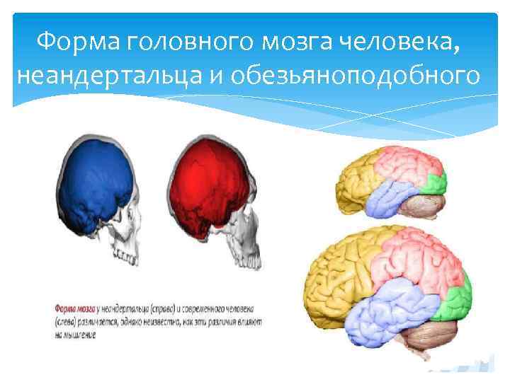 Форма головного мозга человека, неандертальца и обезьяноподобного 