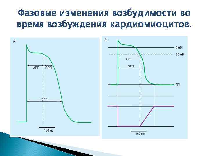 Время возбуждения. Фазы возбудимости кардиомиоцита. График возбудимости кардиомиоцитов. Динамика возбудимости типичного кардиомиоцита. Фазы Пд типичного кардиомиоцита и фазы возбудимости.