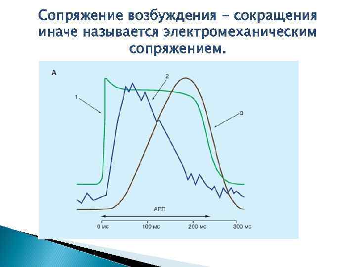 Сопряжение возбуждения - сокращения иначе называется электромеханическим сопряжением. 