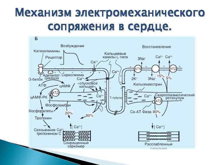 Механизм электромеханического сопряжения в сердце. 