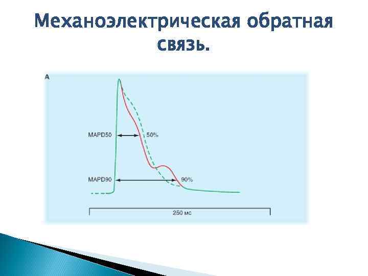 Механоэлектрическая обратная связь. 