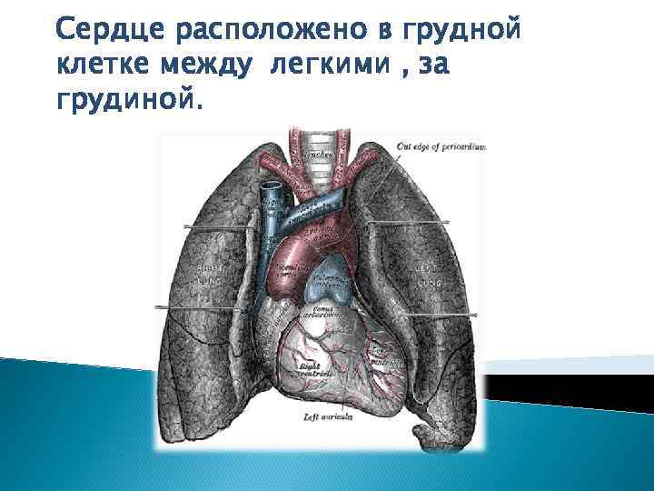 Между легкими. Между сердцем и легкими что находится.