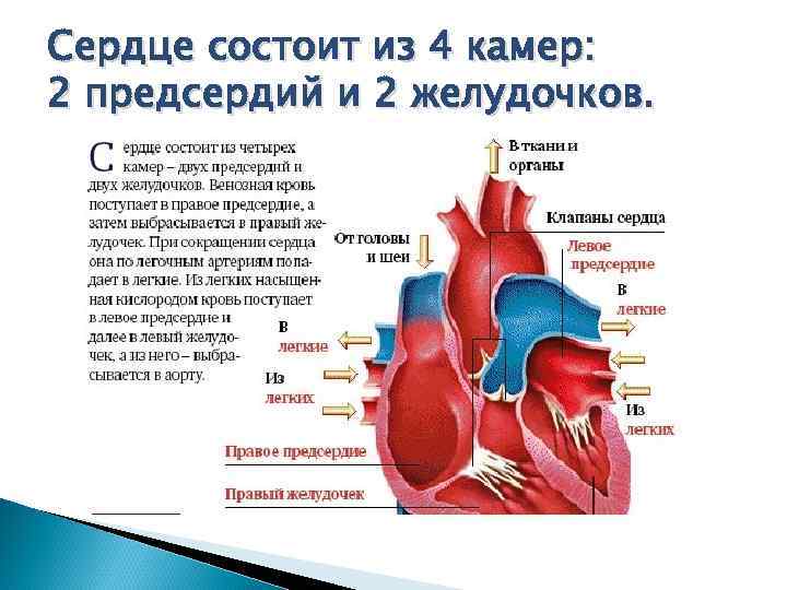Сердце человека состоит из