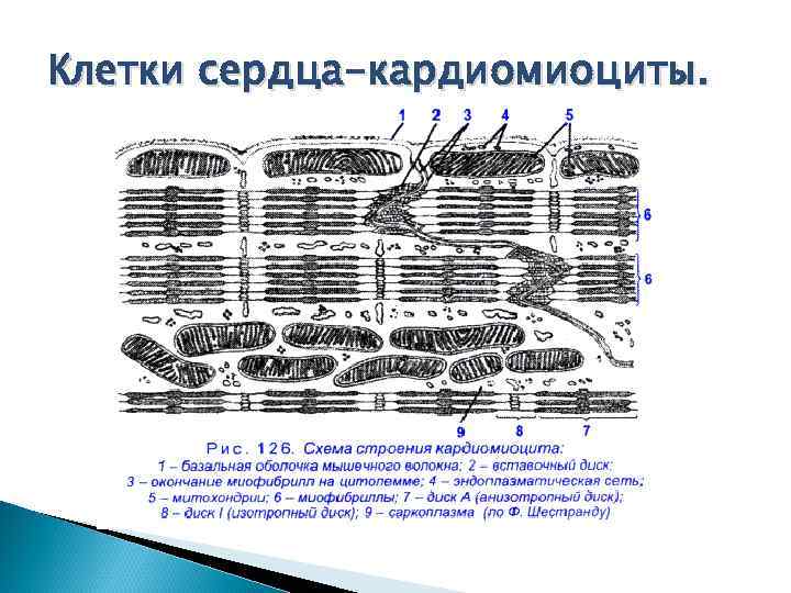 Строение кардиомиоцита схема