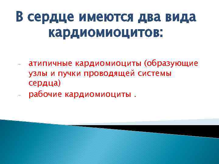 В сердце имеются два вида кардиомиоцитов: - - атипичные кардиомиоциты (образующие узлы и пучки