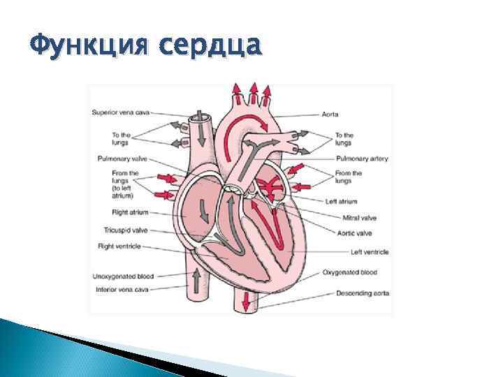 Функция сердца 