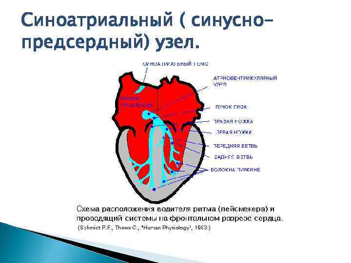 Синоатриальный ( синуснопредсердный) узел. 