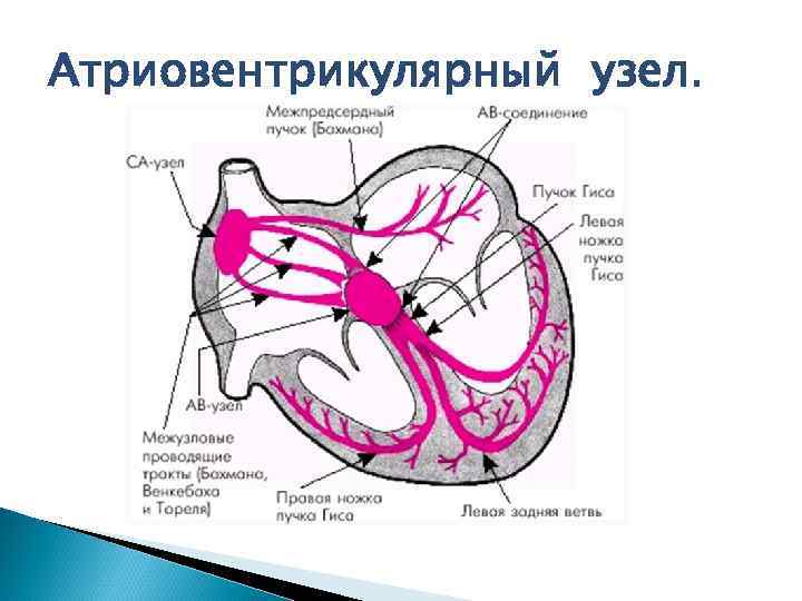 Атриовентрикулярный узел. 