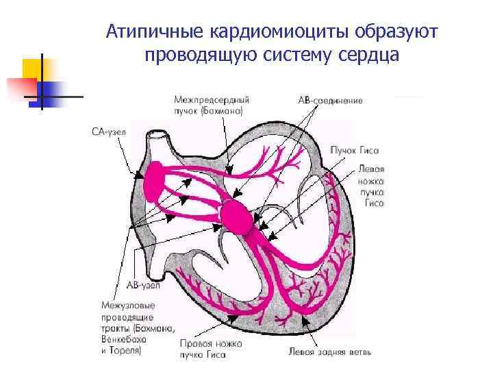 Общий план строения системы кровообращения функции сердца и сосудов