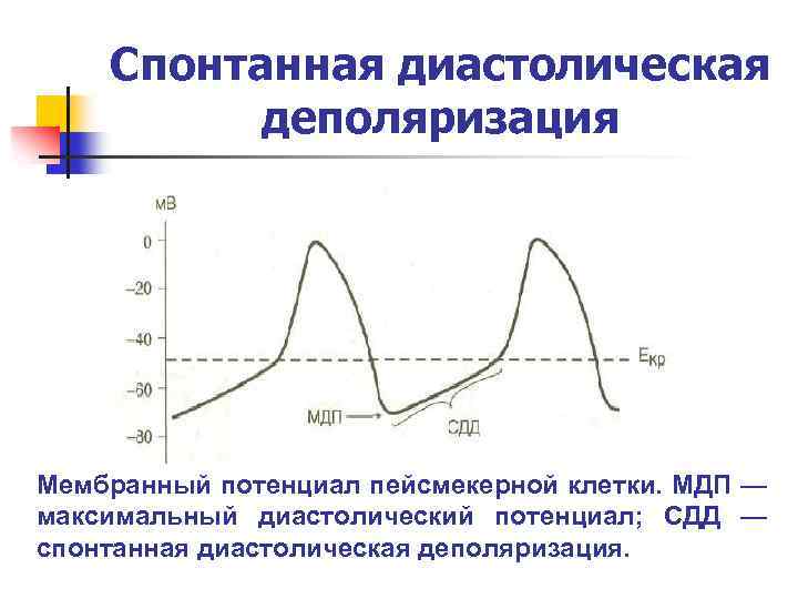 Потенциал действия пейсмекерных. Потенциал действия пейсмекерных клеток сердца. Схема потенциала действия пейсмекерных клеток. Фазы Пд пейсмекерных клеток.