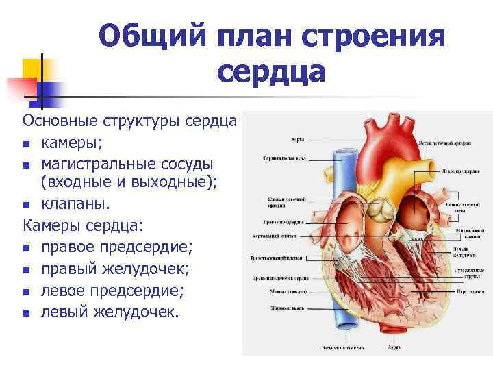 Наибольшую толщину имеет стенка камеры сердца